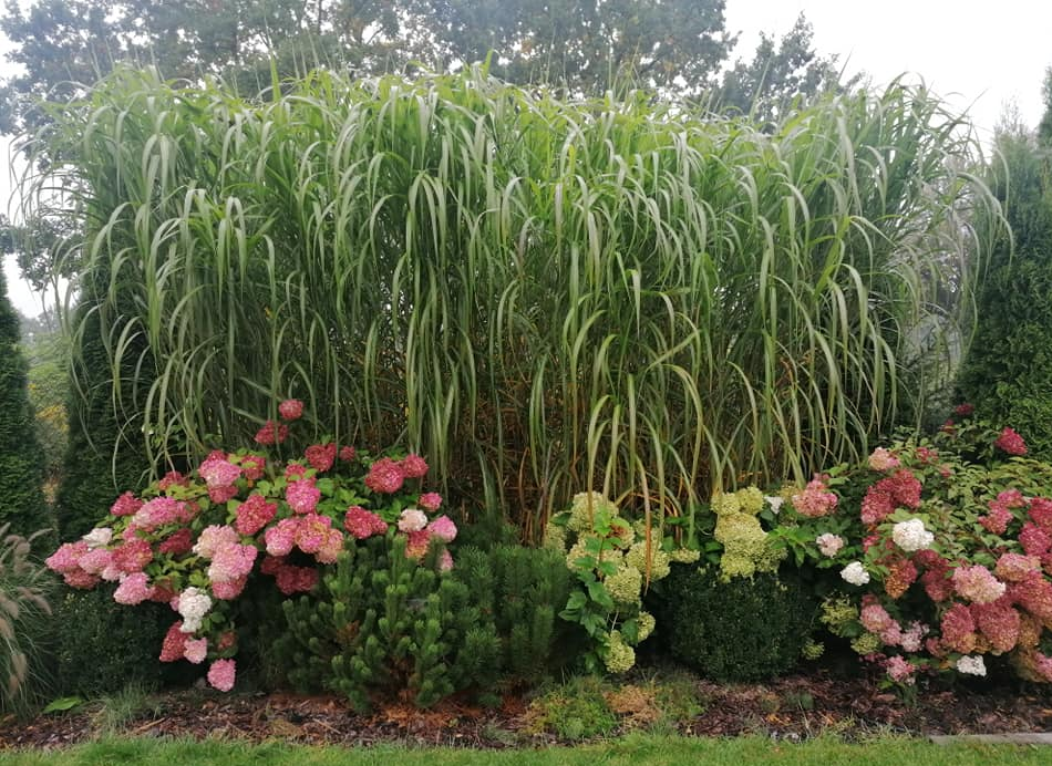 Twój zielony azyl: efektowny i łatwy w utrzymaniu ogród