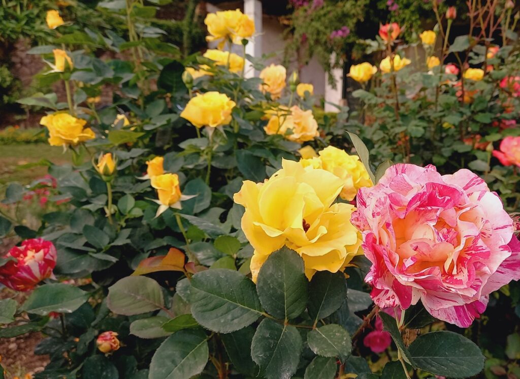 Ogród w rytmie kobiety – jak dbać o rośliny w czasie letnich wyjazdów