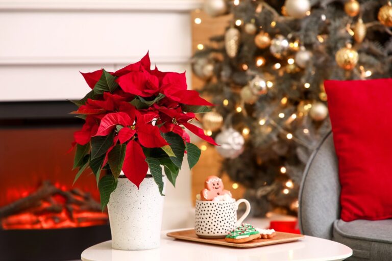 Read more about the article Rośliny, które przynoszą szczęście i dobrobyt w Nowym Roku 2026